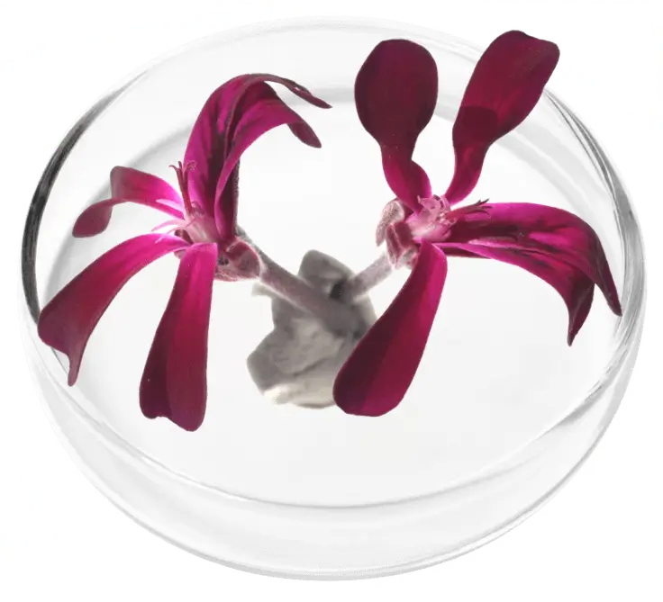 lungexpand pro ingredient 1
