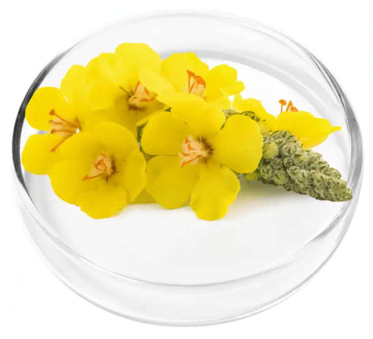 lungexpand pro ingredient 3